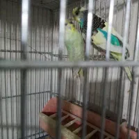 مرغ عشق با جوجه وتخم|پرنده|الوند, |دیوار