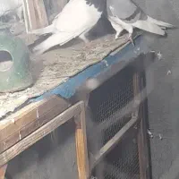 کبوتر یا کفتر