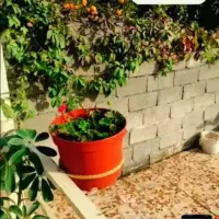 ویلا ساحلی درحویق هراندان|فروش خانه و ویلا|حویق, |دیوار