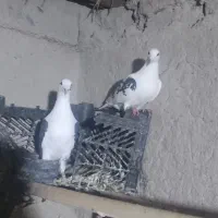 دوکت|پرنده|سراوان, |دیوار