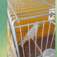 یک عدد قناری ماده نقره ای