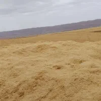 کاه گندم دیم (سرزمین هستش)