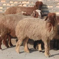 چند عدد گوسفند نزدیک زایمان گاو گوساله بز بره