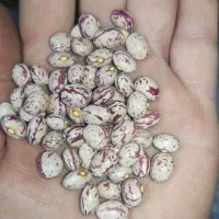 لوبیا چیتی مخصوص کشت