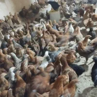 جوجه مرغ گلپایگانی|پرنده|ایلام, |دیوار