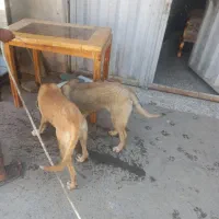 سگ سراب دورگه
