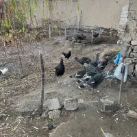 بوقلمون|حیوانات مزرعه|پلدشت, |دیوار