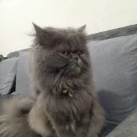 واگذاری گربه پرشین