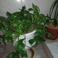 انواع گل اپارتمانی سوسن عنکبوتی