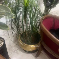 درختچه ۱۲ساله لیندا|گل و گیاه طبیعی|کرج, کیانمهر|دیوار