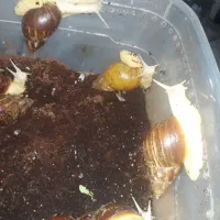 حلزون البینو افریقایی|خزنده|تهران, دربند|دیوار