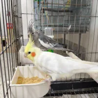 عروس هلندی جفت مولد تضمینی جفت خوب|پرنده|رزن, |دیوار