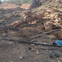 خریدار انواع چوب برش و خرید|خدمات باغبانی و درختکاری|شیراز, قصرالدشت|دیوار