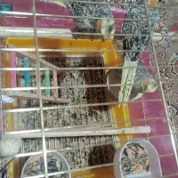 عروس هلندی 2ماهه