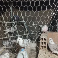 حیون کفتر