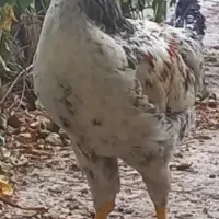 خروس