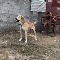 ماده عراقی|سگ|اردبیل, |دیوار