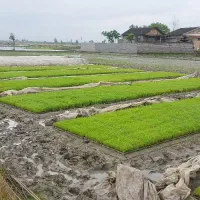 فروش سبد اماده نشا هاشمی  و  بهنام امرللهی