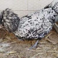 تخم مرغ نطفه دار نژاد پولند|حیوانات مزرعه|قم, علی آباد سعدگان|دیوار