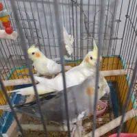 عروس هلندی|پرنده|کرمانشاه, |دیوار