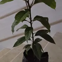 نهال پیوندی آووکادو و میوه آووکادو بندپی بابل|خدمات باغبانی و درختکاری|بابل, |دیوار