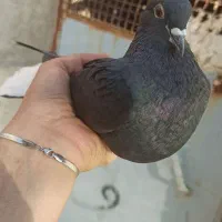 کلاغ دمسفیدماده