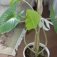 گل بابا ادم