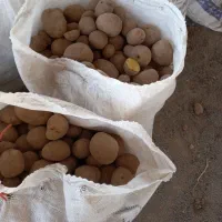 کشاورزی اجاره ۱۴نیم از اب چاه هر۵روز قوچان|اجارهٔ دفتر صنعتی، کشاورزی، تجاری|قوچان, |دیوار