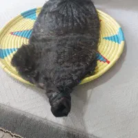 خیگ بزرگ|صنایع دستی و سایر لوازم تزئینی|ایذه, |دیوار