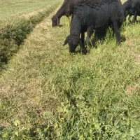 قوچ قره قزل