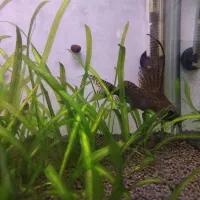 کت وارونه خاردار