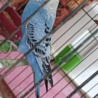 پرنده|پرنده|برازجان, |دیوار