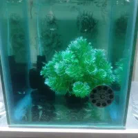 بچه گوپی و یک کت فیش و کف خوار