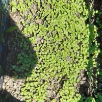 نهال کیوی پیوندی پایه خیاری