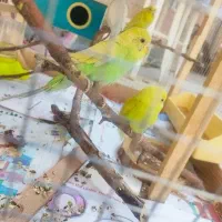 مرغ عشق جوان