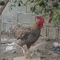 میلورم  و مرغ وخروس|حیوانات مزرعه|بوشهر, |دیوار