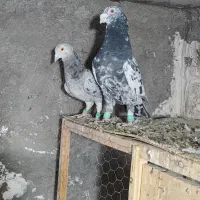 سار، سرورر، بزک، عطیقه|پرنده|مشهد, بهمن|دیوار