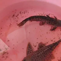 آکواریوم و ماهی