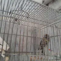 پرنده گل پسر