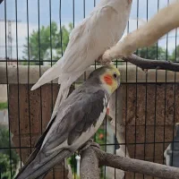 شش تا عروس هلندی