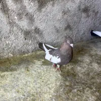 کفتر سینه|پرنده|شیراز, بازار|دیوار