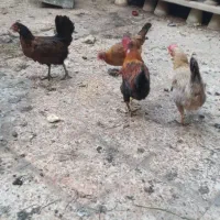 مرغ و خروس محلی