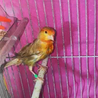 قناری ماده آماده