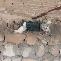 کبوترطوقی جفتی دوملیون|پرنده|کوهدشت, |دیوار