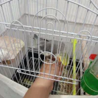 عروسی هلندی نر