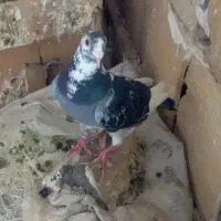 صید فروشی سه تا باهم ۷۰۰