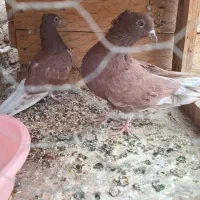 کفتر پرشی میخای بیا|پرنده|کاشان, طاهرآباد|دیوار