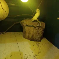 کوتوله برزیلی|پرنده|گنبد کاووس, |دیوار