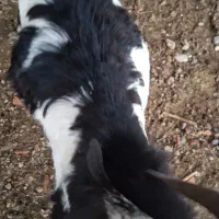 چوش های خوب چاق هردونر|حیوانات مزرعه|گنبد کاووس, |دیوار