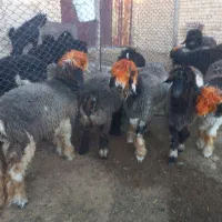 بره ماده و میش و بره قوچ|حیوانات مزرعه|فیروزآباد (فارس), |دیوار